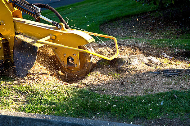 How Our Tree Care Process Works  in  Carson City, MI