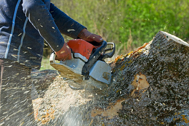 Best Storm Damage Tree Cleanup  in Carson City, MI